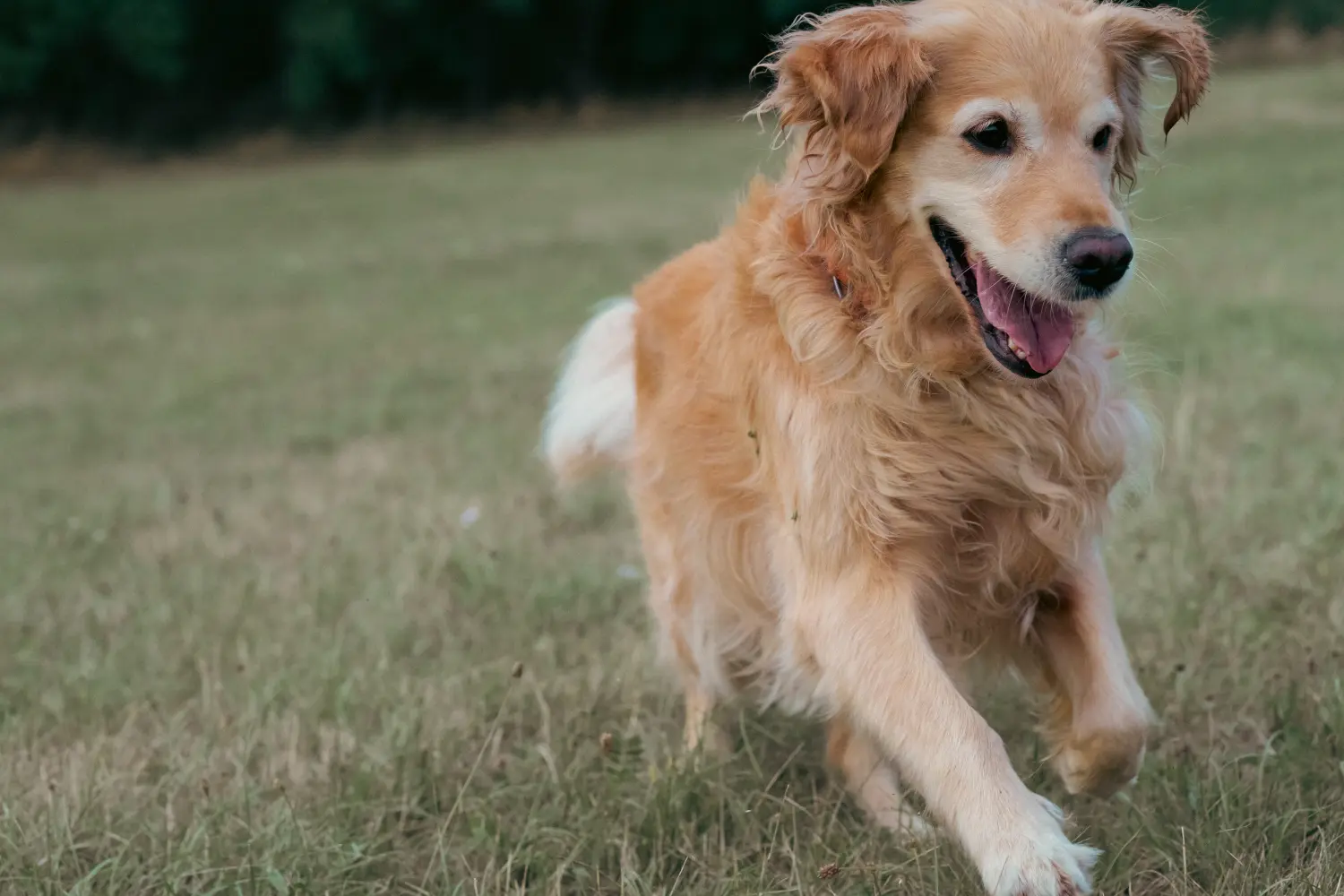 Hund und Wolf, Ein Hund rennt
