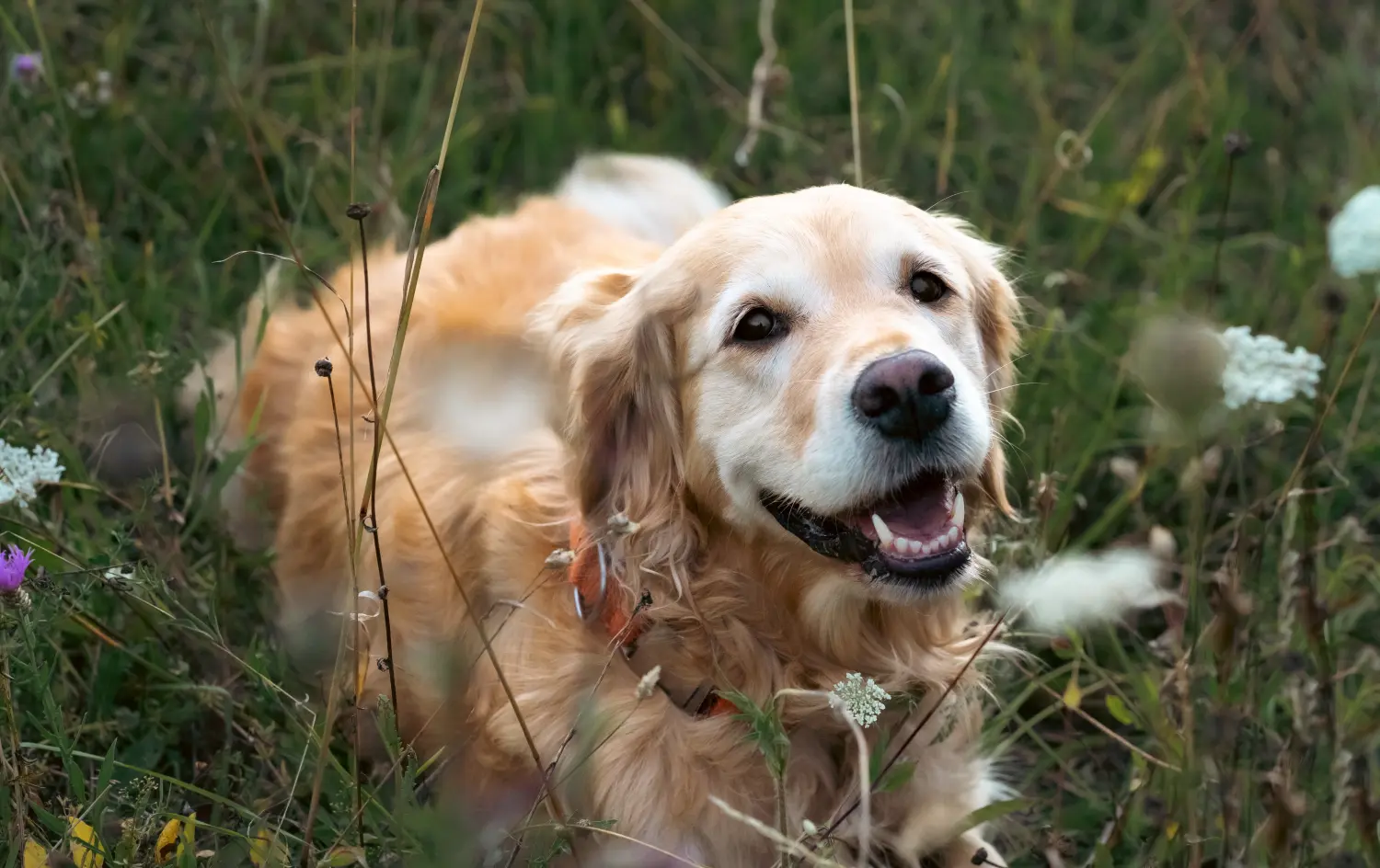 Hund und Wolf, ein Hund sitzt im Gras