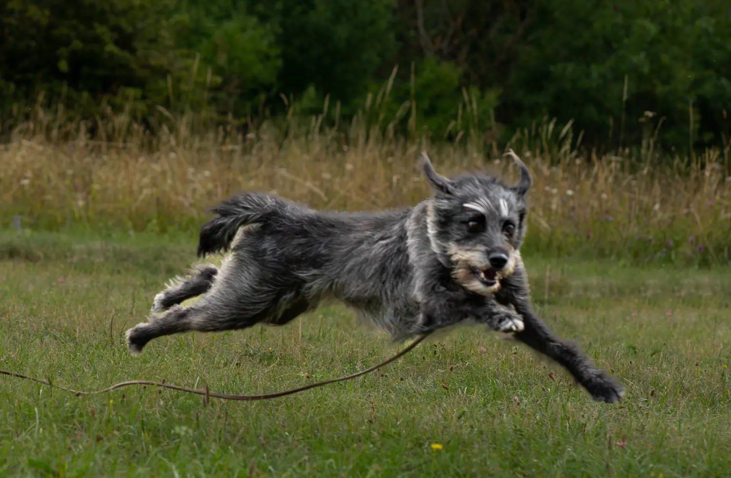 Hund und Wolf, ein laufender Hund
