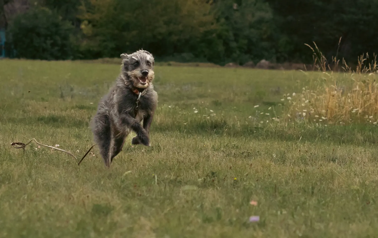 Hund und Wolf, Ein Hund rennt
