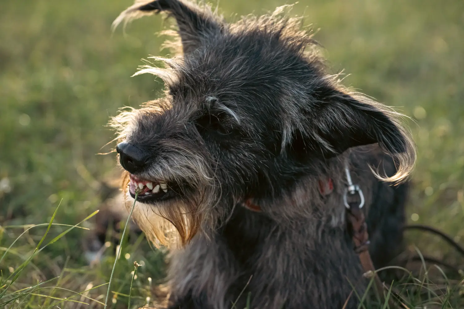 Hund und Wolf, ein Hund sitzt im Gras