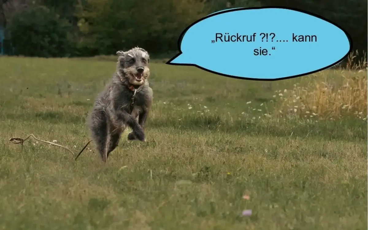 Hund und Wolf, Hunde