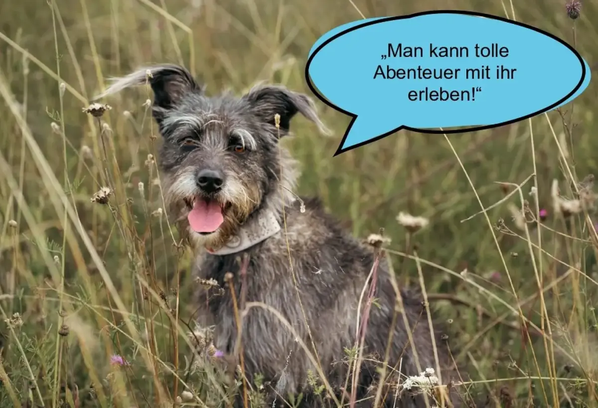 Hund und Wolf, Hunde