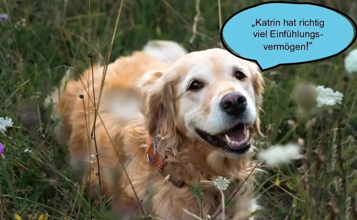 Hund und Wolf, Hunde
