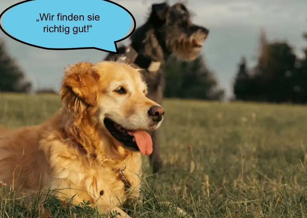 Hund und Wolf, Hunde