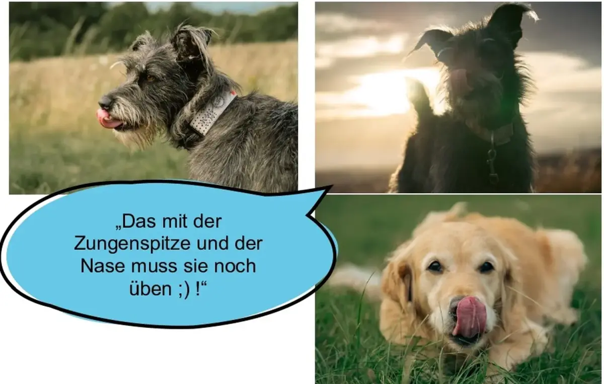 Hund und Wolf, Hunde
