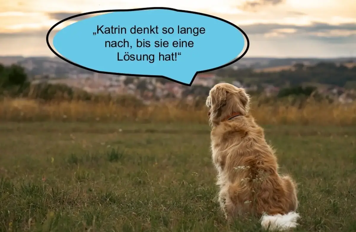 Hund und Wolf, Hunde