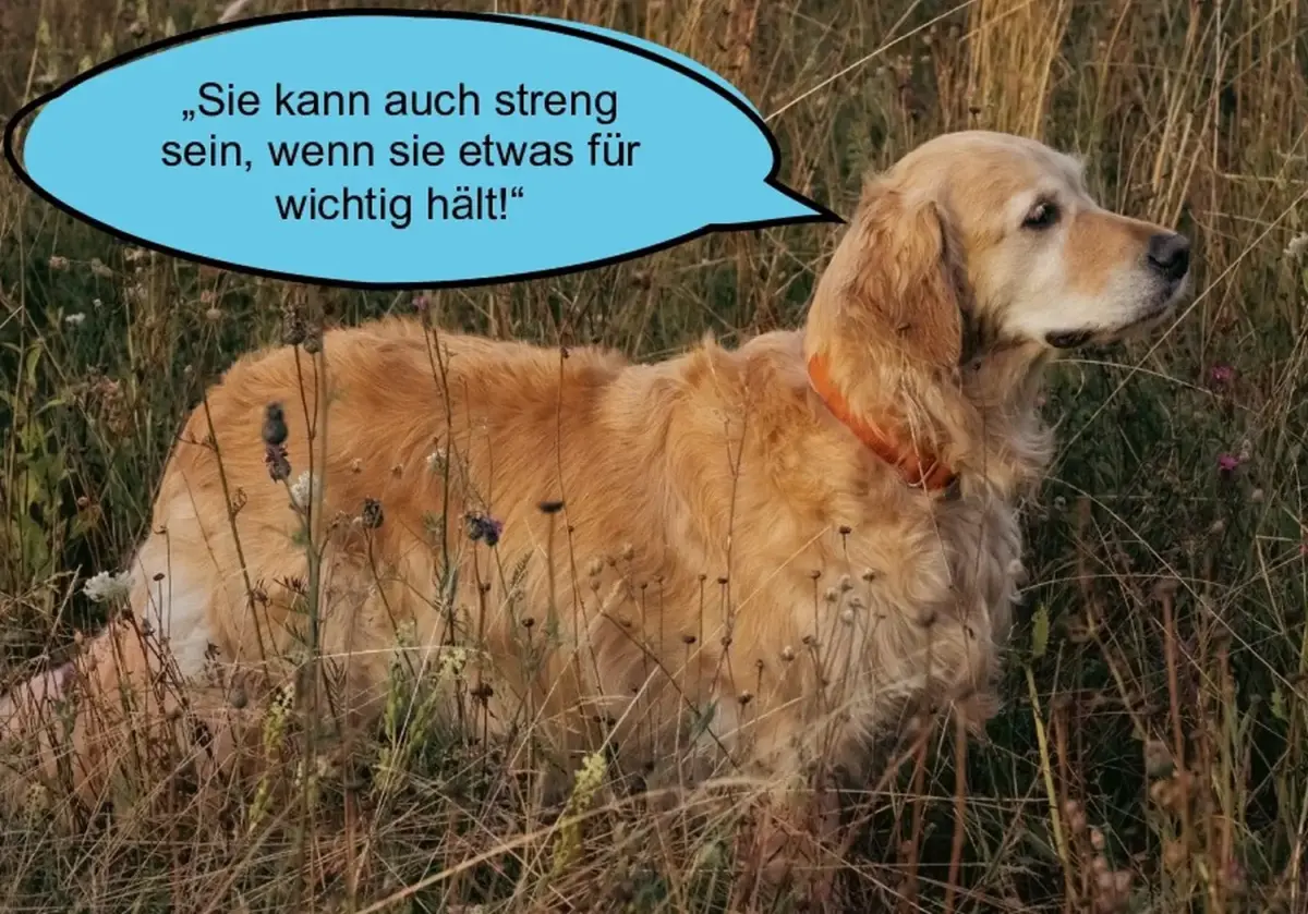 Hund und Wolf, Hunde